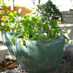 Ming craquelado turquesa 55x35